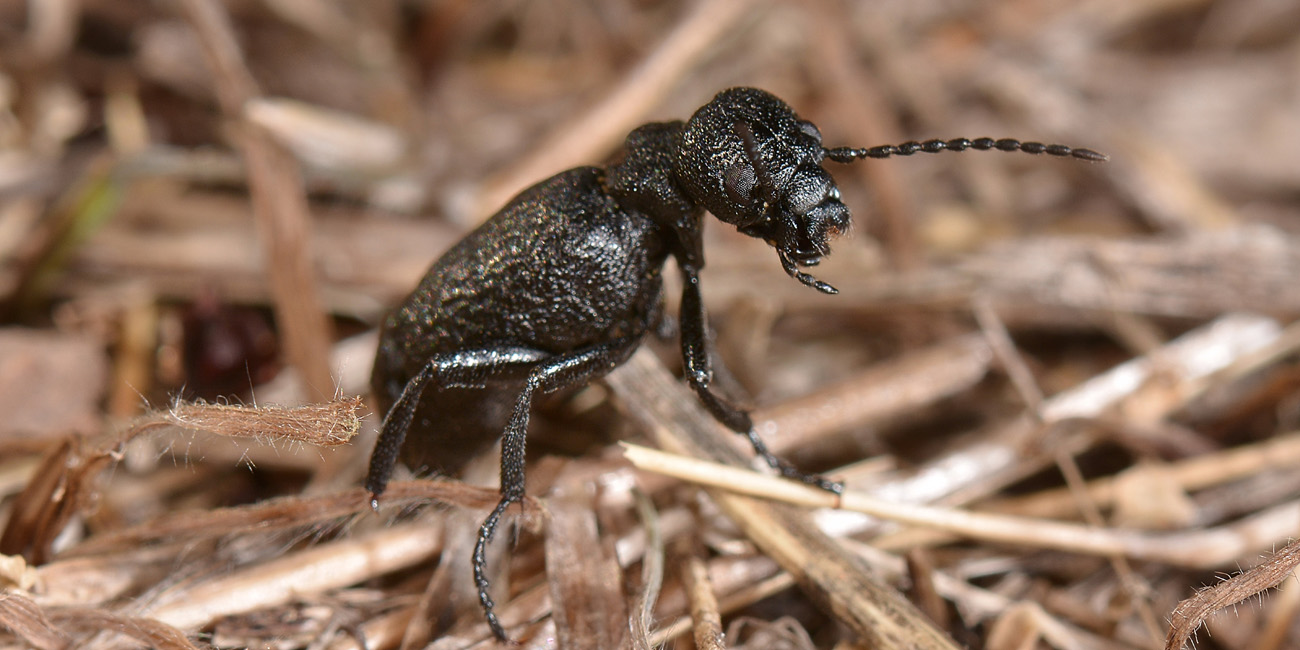 Meloidae:  Meloe ganglbaueri? Forse M. mediterraneus